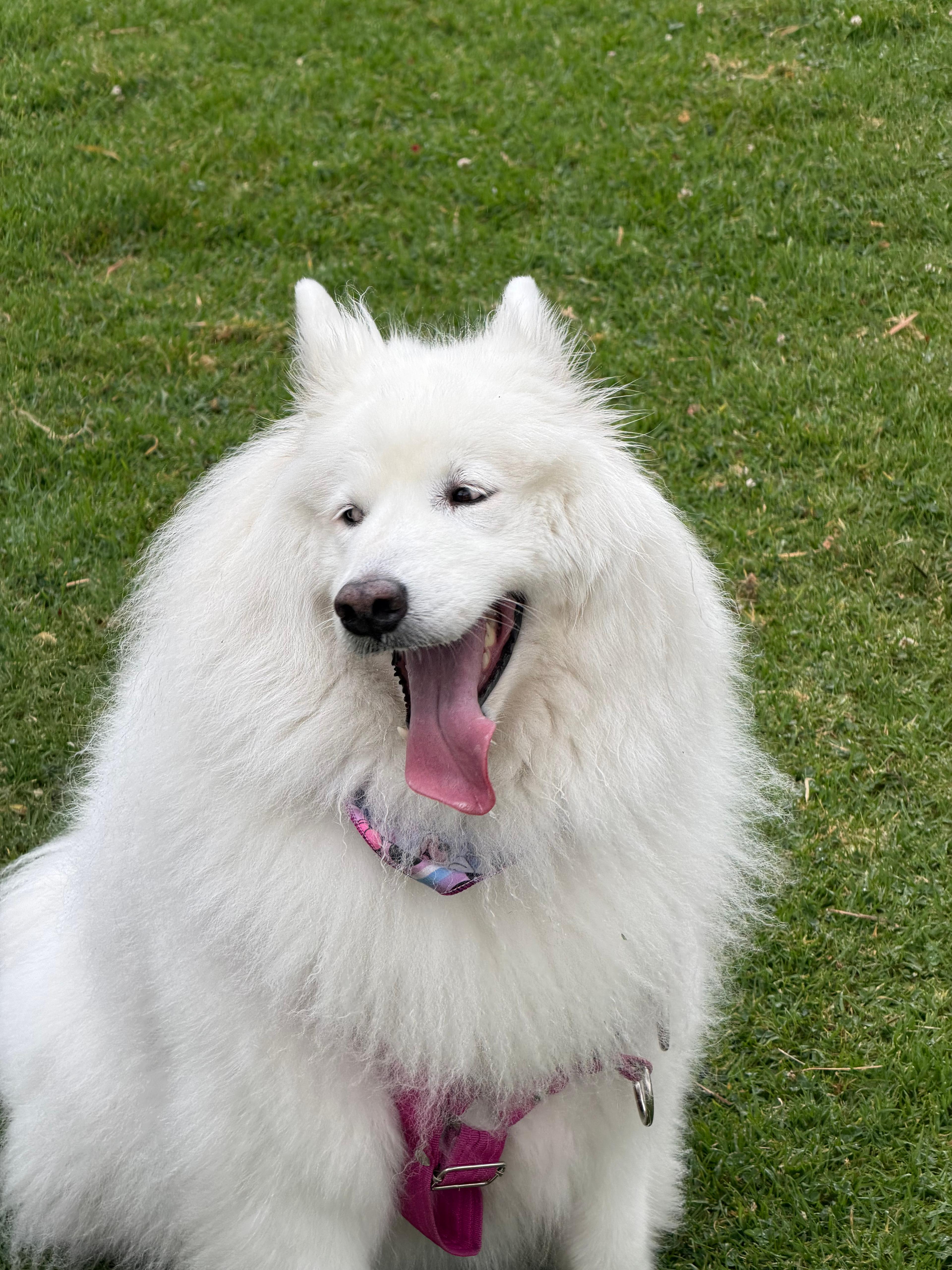 Leia, perra samoyedo blanca